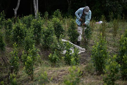 En 2016, los registros oficiales decían que en Buenos Aires (Cauca) había menos de 10 hectáreas de coca sembrada. Para 2020, los registros van en más de 500 hectáreas. (Foto: Jose Vargas Esguerra)